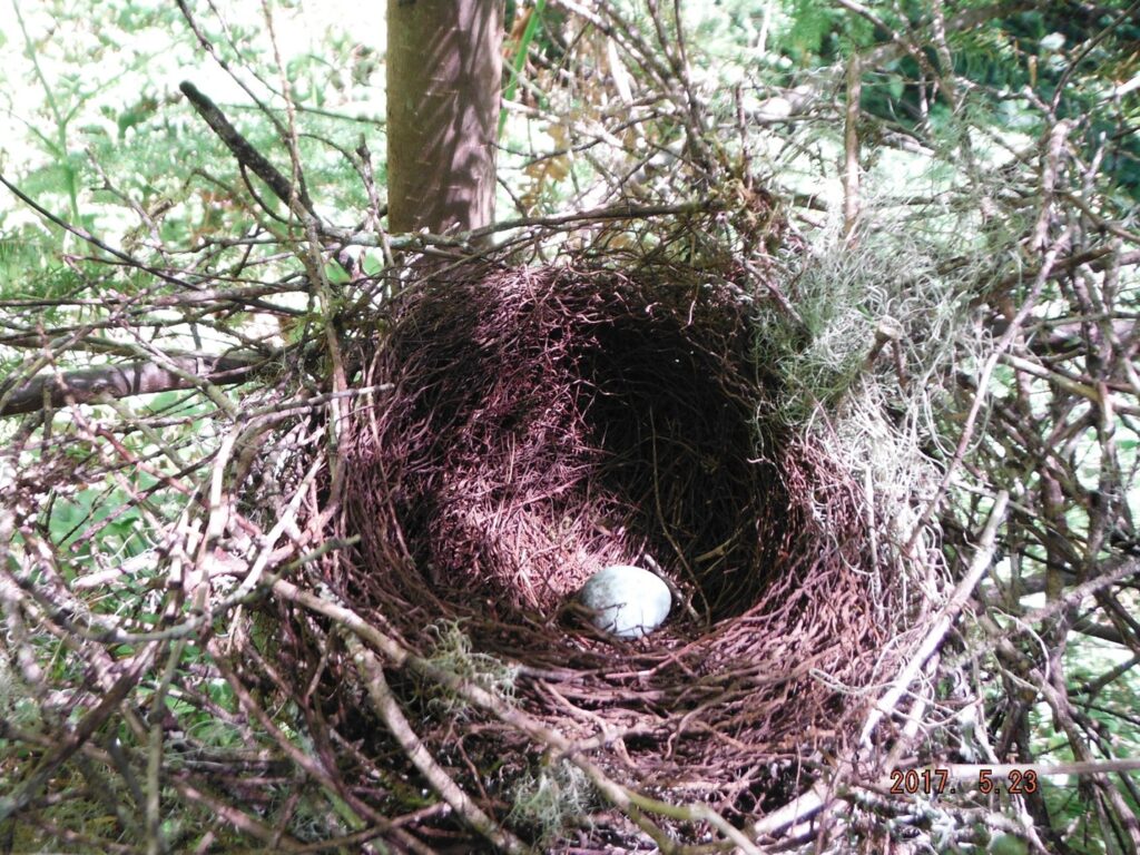 Robin nest
